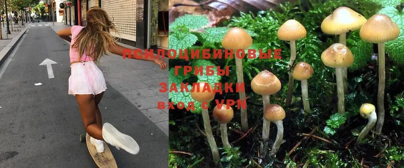 где купить наркоту  Барабинск  Псилоцибиновые грибы Psilocybine cubensis 